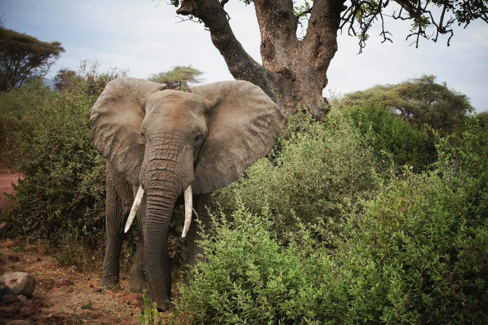 Lake Manyara