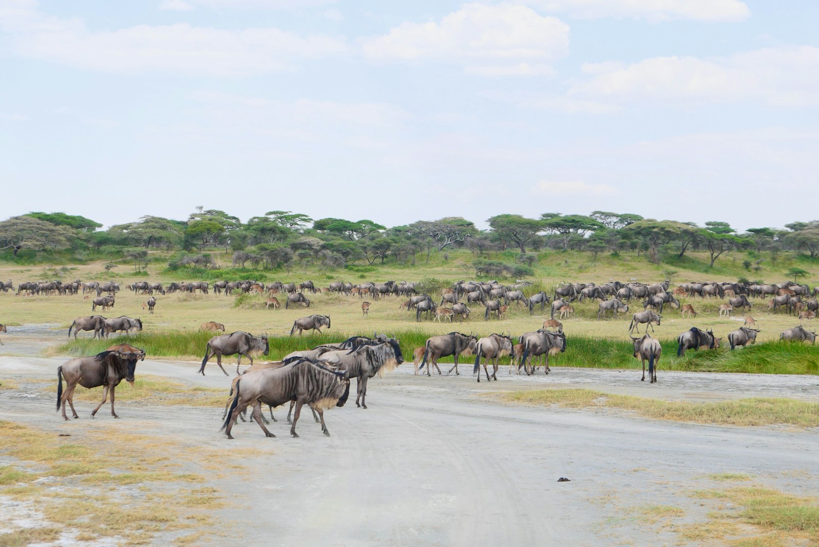 Serengeti NP