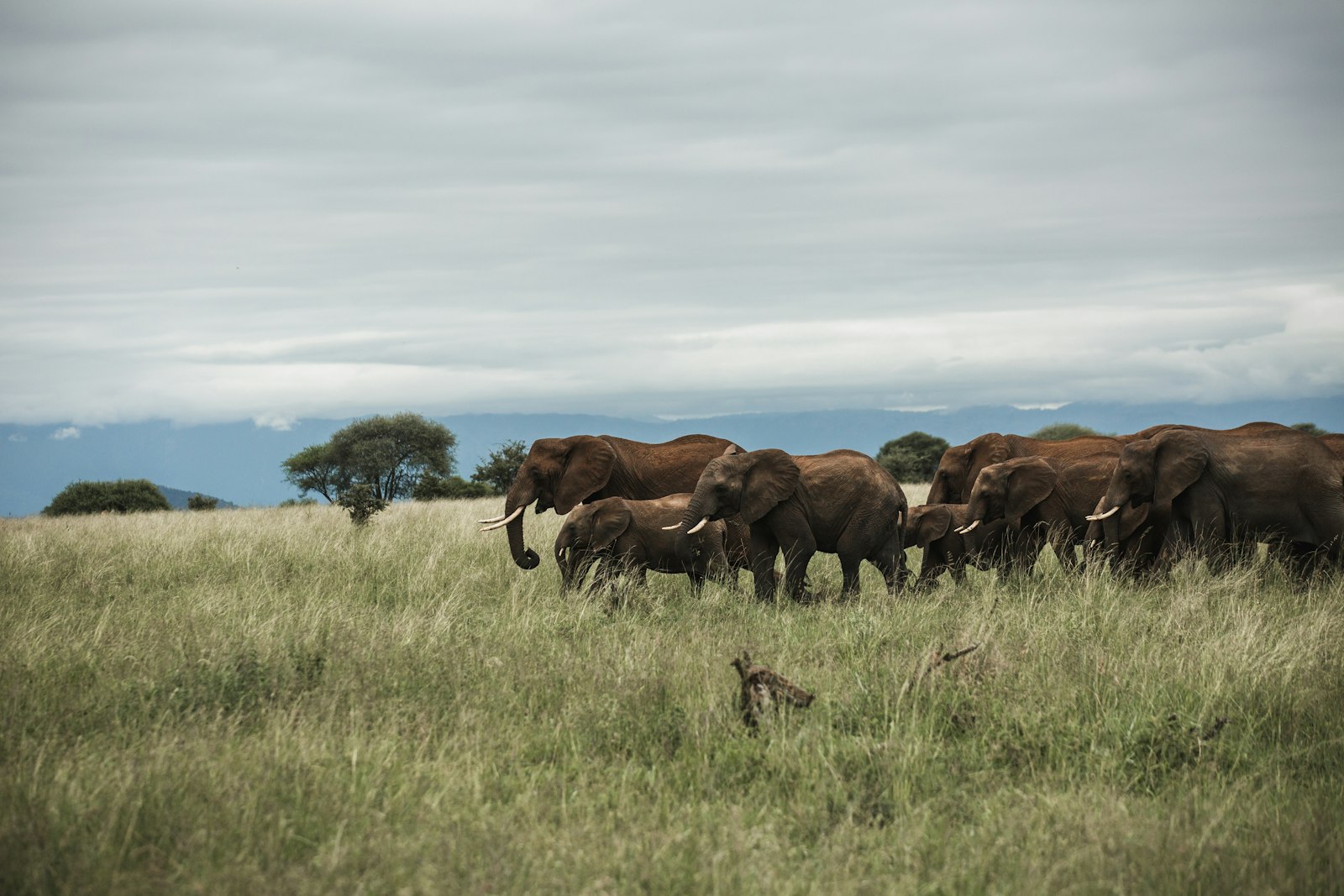 Tarangire NP